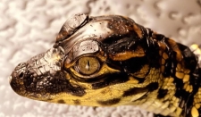 Režimy prolnutí _ Původní obrázek 5a